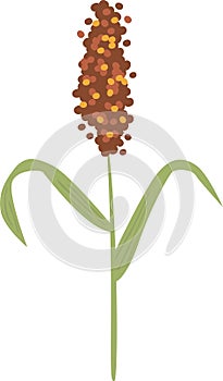 Ear Of Sorghum