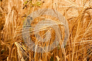 Ear of spinous wheat in the field