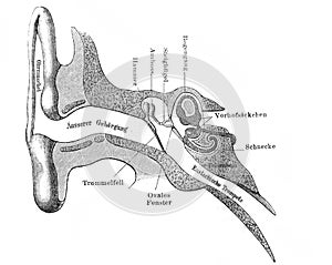 Ear structure engraved in the old book Meyers Lexicon, vol. 7, 1897, Leipzig photo