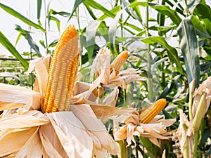 Ear of sweet corn in corn field