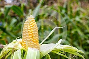 Ear of sweet corn in husk on a field with corn, copy space for text. Sweetcorn