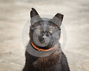 Ear-tipped cat. An eartip is the universally symbol of a feral cat who has been spayed or neutered and vaccinated.