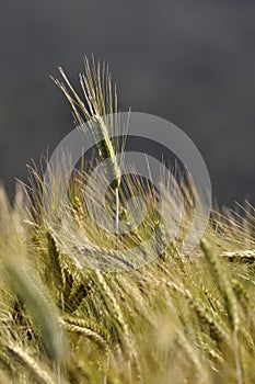 Ear of triticale