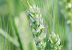 Ear of wheat