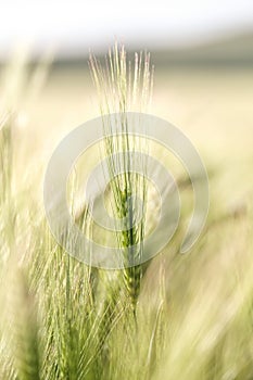 ear of wheat