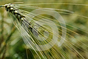 Ear of wheat