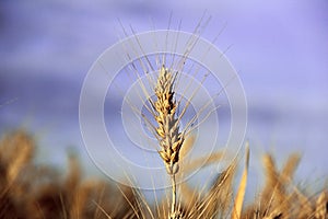 Ear of wheat against the sky and fields