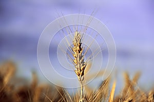 Ear of wheat against the sky and fields