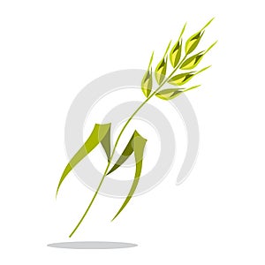 Ear of wheat. Agriculture and farming concept