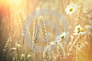 Ear of wheat - beautiful wheat field and daisy flower lit by sunlight