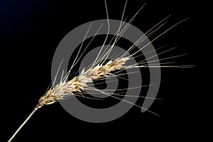 Ear of wheat on black background.