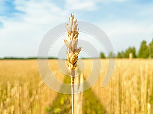 Ear wheat on blurred background of wheat field
