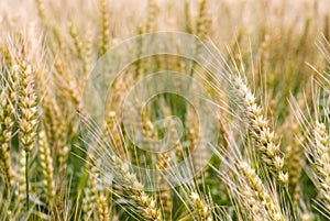 Ear of wheat close up