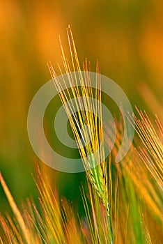 Ear wheat, close-up