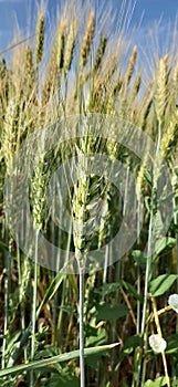 ear of wheat close-up, mobile photography