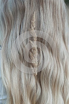 An ear of wheat on long blonde curls. Nature