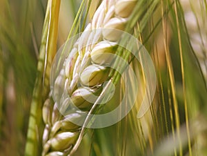 Ear of wheat macro