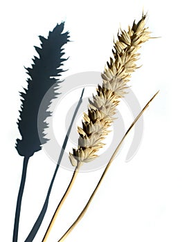 Ear of wheat with shadow on white