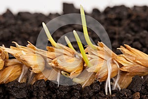 Ear of wheat sprouting