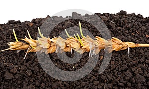 Ear of wheat sprouting. Macro