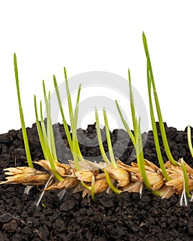 Ear of wheat sprouting. Macro