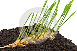 Ear of wheat sprouting. Macro