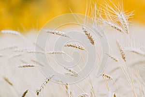 Ear of wheat in a wheat field