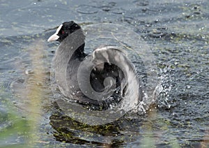 Earasion coot (Fulica atra) splashing water