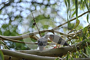 Eared Dove (Zenaida auriculata photo