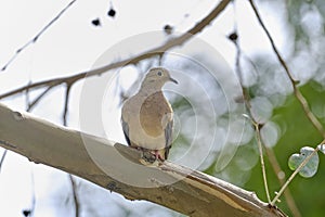 Eared Dove (Zenaida auriculata photo