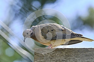 Eared Dove (Zenaida auriculata photo