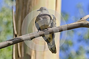 Eared Dove (Zenaida auriculata photo