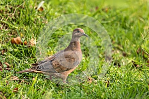 Eared dove (Zenaida auriculata), Valle Del Cocora, Quindio Department. Wildlife and birdwatching in Colombia