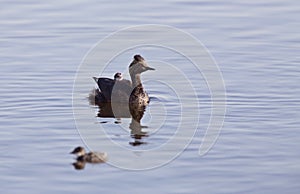 Eared Grebe with Babies