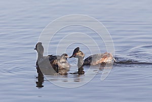 Eared Grebe with Babies
