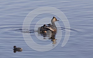Eared Grebe with Babies