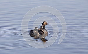Eared Grebe with Babies