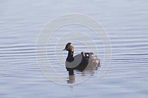 Eared Grebe with Babies