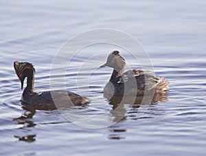 Eared Grebe with Babies