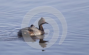 Eared Grebe with Babies