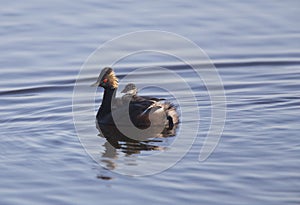 Eared Grebe with Babies