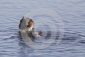 Eared Grebe with Babies