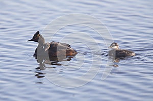 Eared Grebe with Babies