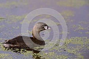 Eared Grebe with Babies