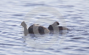 Eared Grebe with Babies