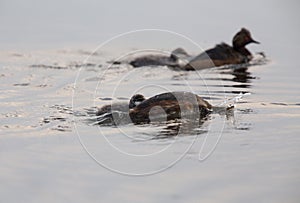 Eared Grebe with Babies