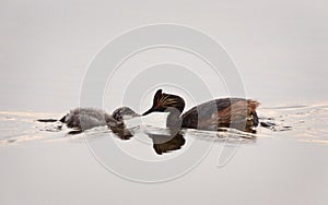 Eared Grebe with Babies