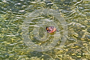 Eared Grebe Breeding Adult