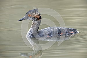 Eared grebe breeding plumage