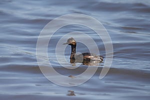 Eared Grebe breeding podiceps nigricollis